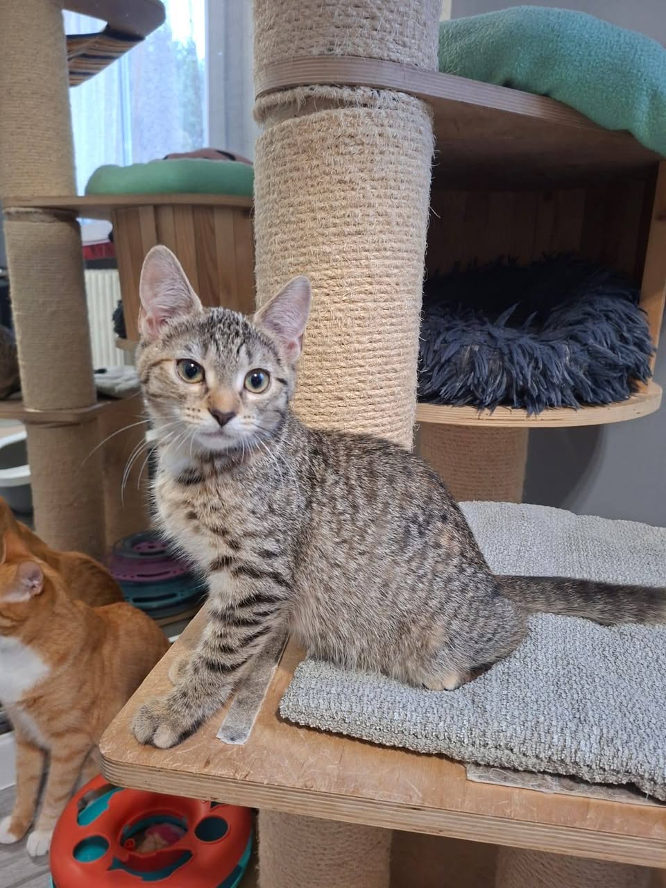 Maja